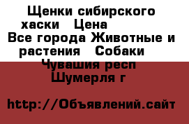 Щенки сибирского хаски › Цена ­ 12 000 - Все города Животные и растения » Собаки   . Чувашия респ.,Шумерля г.